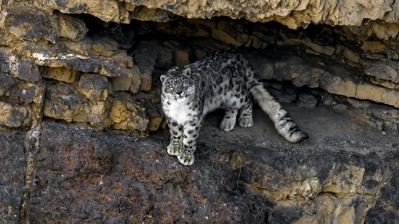 ‘For us, snow leopards are deities’: The farmers protecting Nepal’s snow leopards