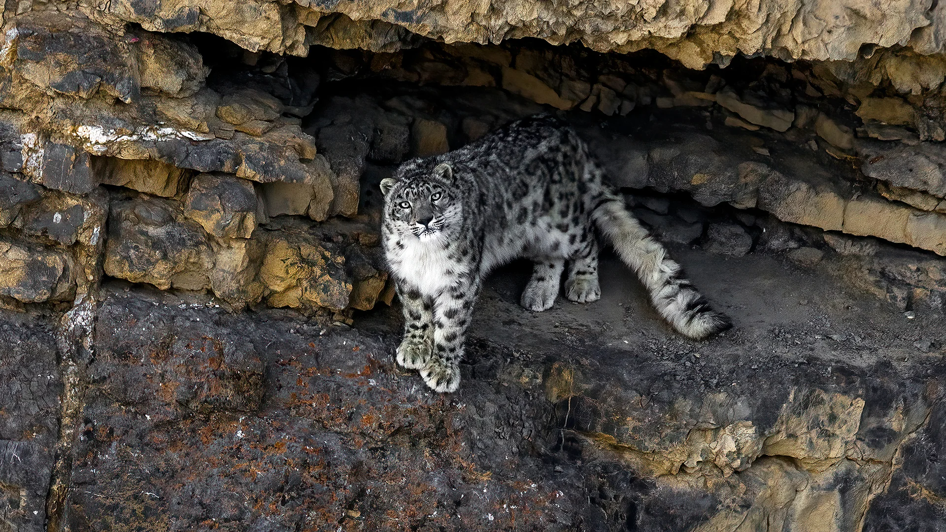 ‘For us, snow leopards are deities’: The farmers protecting Nepal’s snow leopards